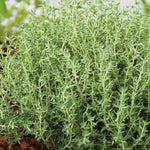 English Thyme Live Plant, 3-6 Inch Tall, Thyme Herb Plant for Outdoor Garden and Indoor Container Growing, Fragrant Herb Plant, No Pot Included