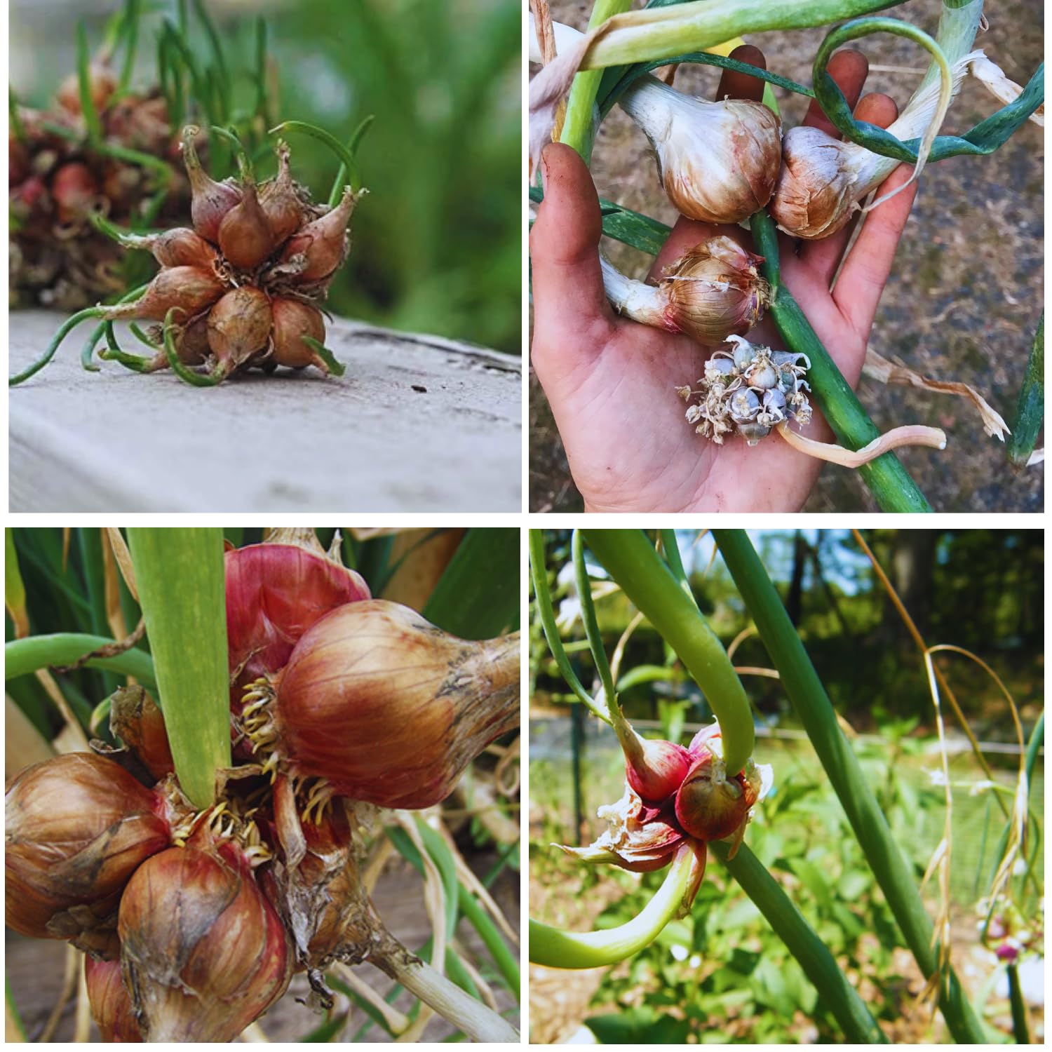 Pack 20 Egyptian Walking Onions Bulbs for Planting Outdoors Indoors, Heirloom Onion Bulbs