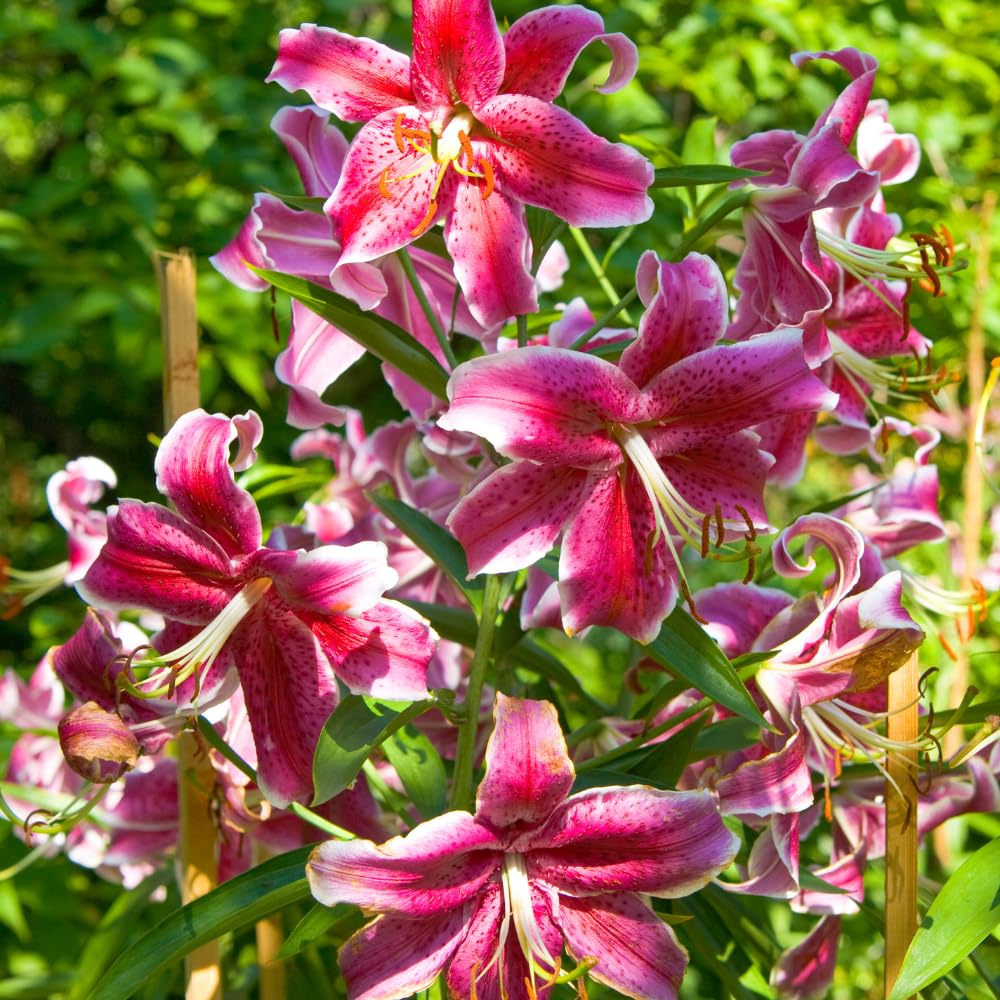 3 Pink Lily Bulbs for Planting, Lilies Flowers Bulbs for Gardening Indoors Outdoors, Large Bulb