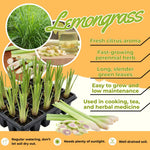 3 Lemongrass Plants Stalks for Outdoor Planting, Lemon Grass Live Plants, Outdoor Lemongrass Plants Live for Planting, 6-8 Inches Tall