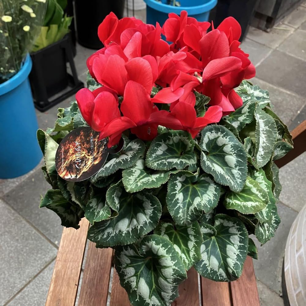 Cyclamen Plant Live in 4'' Pot, Vibrant Indoor Flowering Plants for Planting, Blooms Already, Indoor Outdoor Decoration (Red Cyclamen)