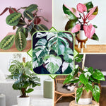 1 Random Philodendron Plant Live, Rare Tropical Variegated Live Indoor Houseplant, Starter Plants No Pot, 5-9" in Tall