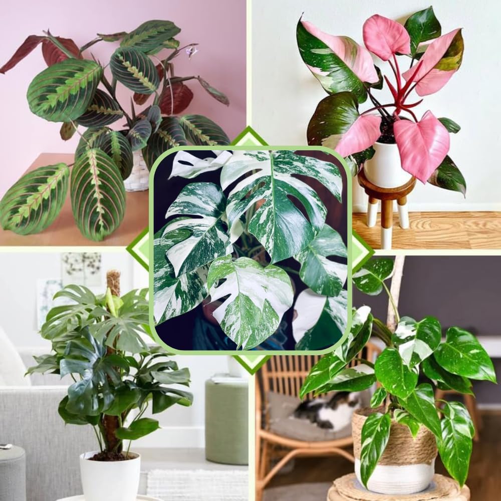 1 Random Philodendron Plant Live, Rare Tropical Variegated Live Indoor Houseplant, Starter Plants No Pot, 5-9" in Tall