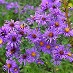 Set 2 Purple Aster Live Plants, Aster Flowering Plant for Planting, 4 to 6 Inch Tall