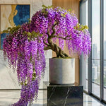 Wisteria Tree Live Plant Vines, Purple Blue Wisteria Fragrant Flowers 6-12 Inc in Tall, 1 Year Old Seedling, Outdoor Growing