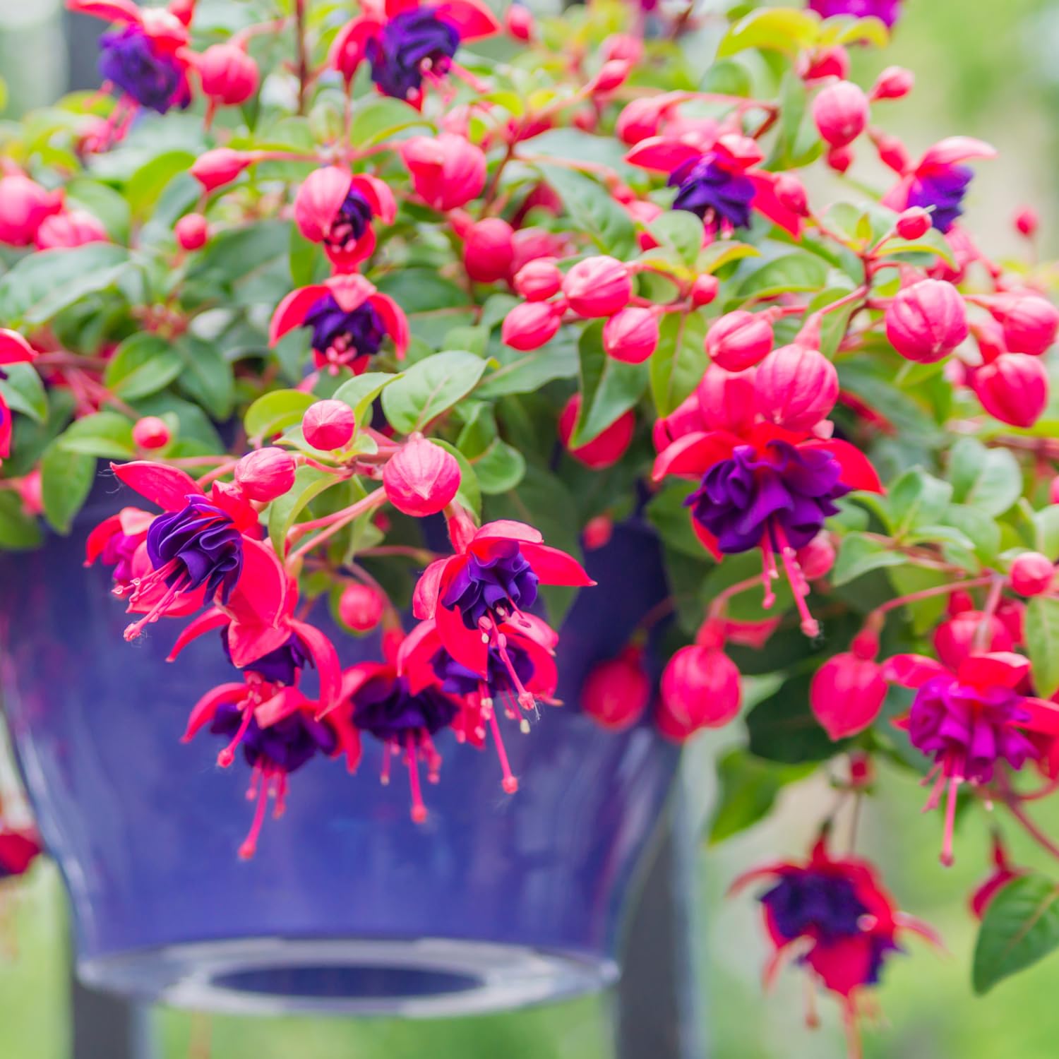 Fuchsia Plants Live, Purple Pink Fuchsia Live Plants, 4 Plants from 3 Inc Tall, Fuchsia Plant, No Potted, Well Rooted