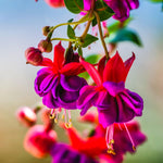 Fuchsia Plants Live, Pink Purple Fuchsia Live Plants, 2 Plants, Ready to Plant