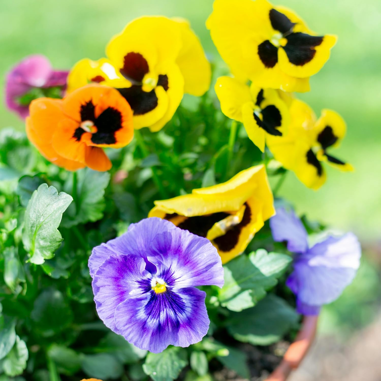 Mix Pansy Plants, Coloful Pansies Plant in 4 Inch Pot, Annual Flower Plant, 4-6" Tall Plants for Garden