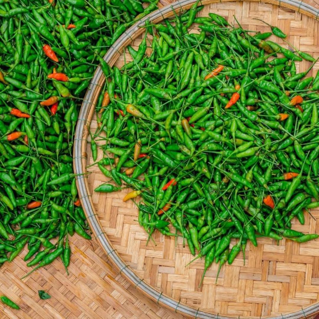 Sets 2 Chile Pequine Pepper Plants Live, Super Hot Peppers Live Plants, 90 Days Old Hot Chili Plant for Spring Planting