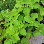 Pack 02 of Cuban Oregano Plants Live, Live Cuban Oregano Plant Indoor, 4 to 6 Inc Tall, Mexican Mint Plant, Spanish Thyme Live, Well Rooted for Gardening