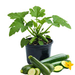 2 Live Zucchini Plants, Summer Squash Plants Live, Vegetable Plant Seedlings for Home Garden, Backyard Garden, Outdoor Planting, 4–6 Inches in Height (Green)