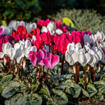 Cyclamen Plant Live in 4'' Pot, Vibrant Indoor Flowering Plants for Planting, Blooms Already, Indoor Outdoor Decoration (Assorted Cyclamen)