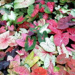 3 Mix Caladium Live Plants, 3 to 5 Inch Tall, Perennial Caladium for Indoor Outdoor Planting