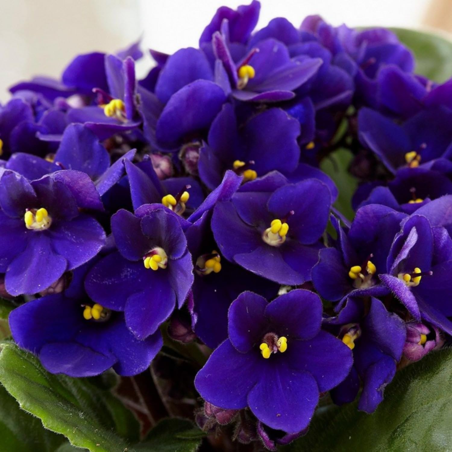 African Violets Live Plants Houseplants, Dark Blue African Violet Flower 4 Inches Pot, Live African Violet Plant Indoor Ready to Grow Your Garden