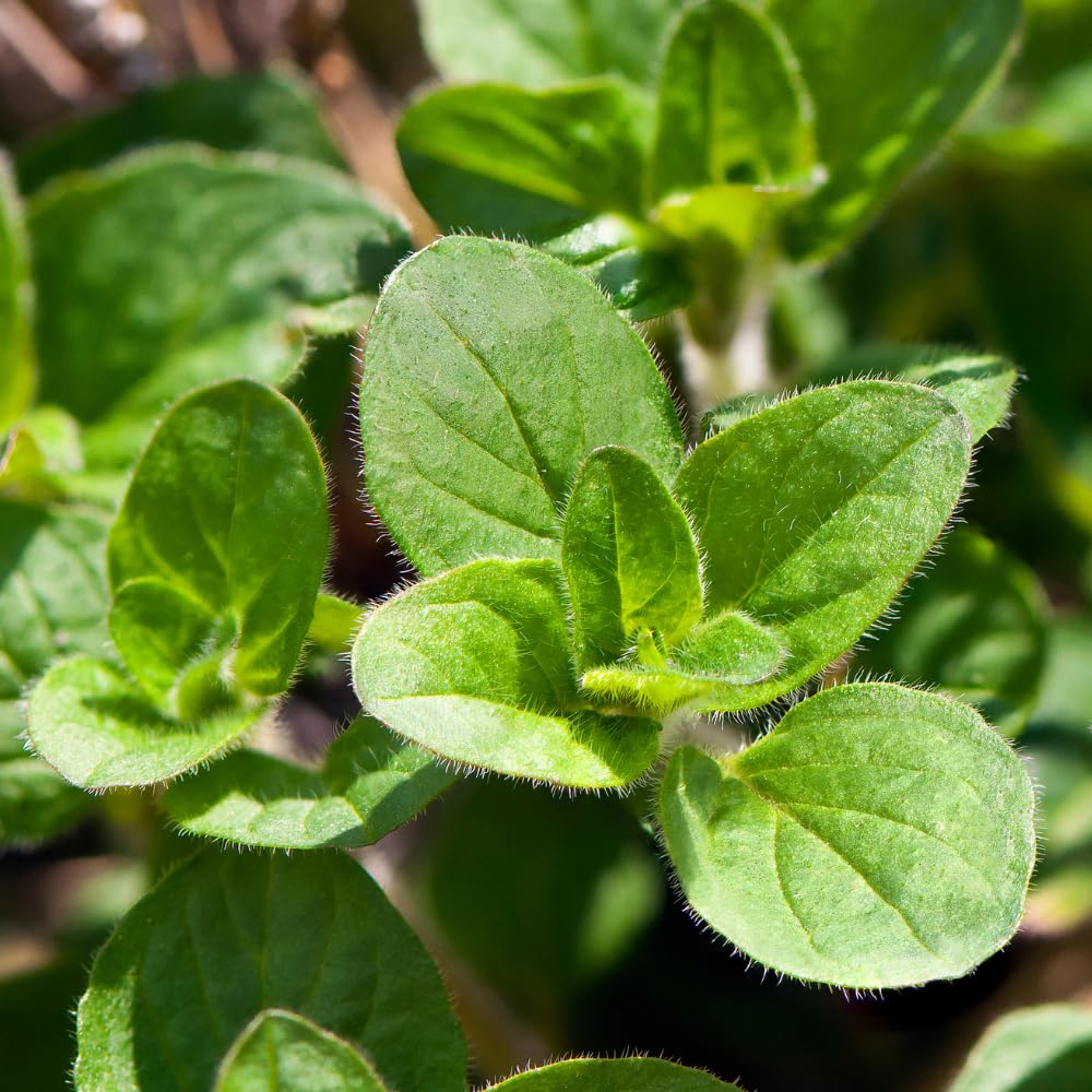 Set 2 Oregano Plants, 3-6" Tall Herb Mint Herb Plant Perennial, Live Oregano Plant, Outdoor Indoor Garden