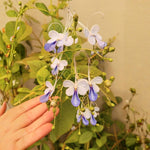 2 Clerodendrum Live Plants 4-7 Inches, Trailing Light Bulb Flowering Shrub, Indoor or Outdoor Ornamental (Blue Butterfly)