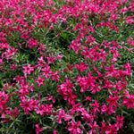 Pack 3 Creeping Phlox Plants Live, 5-9 Inches, Perennial Creeping Phlox Ground Cover Outdoor Garden (Red)