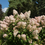 Bicolor Hydrangea Live Plant in 2.5'' Pot, Hydrangea Bush Shrub Vibrant Blooms, Outdoor Garden, Ready to Grow
