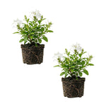 2 White Plumbago Plans, Live Plumbago Flowering Plant Well Rooted, 4 to 7 Inches