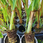 10 Lemon Grass Live Plants for Outside, Trim Back 6-10" Tall Lemongrass Plant, Outdoor Planting Herb