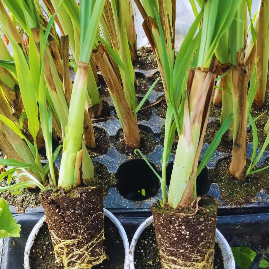 3 Lemongrass Plants Stalks Live for Outside Growing, Lemon Grass Stalks Fresh Herb Plants Trim Back for Planting