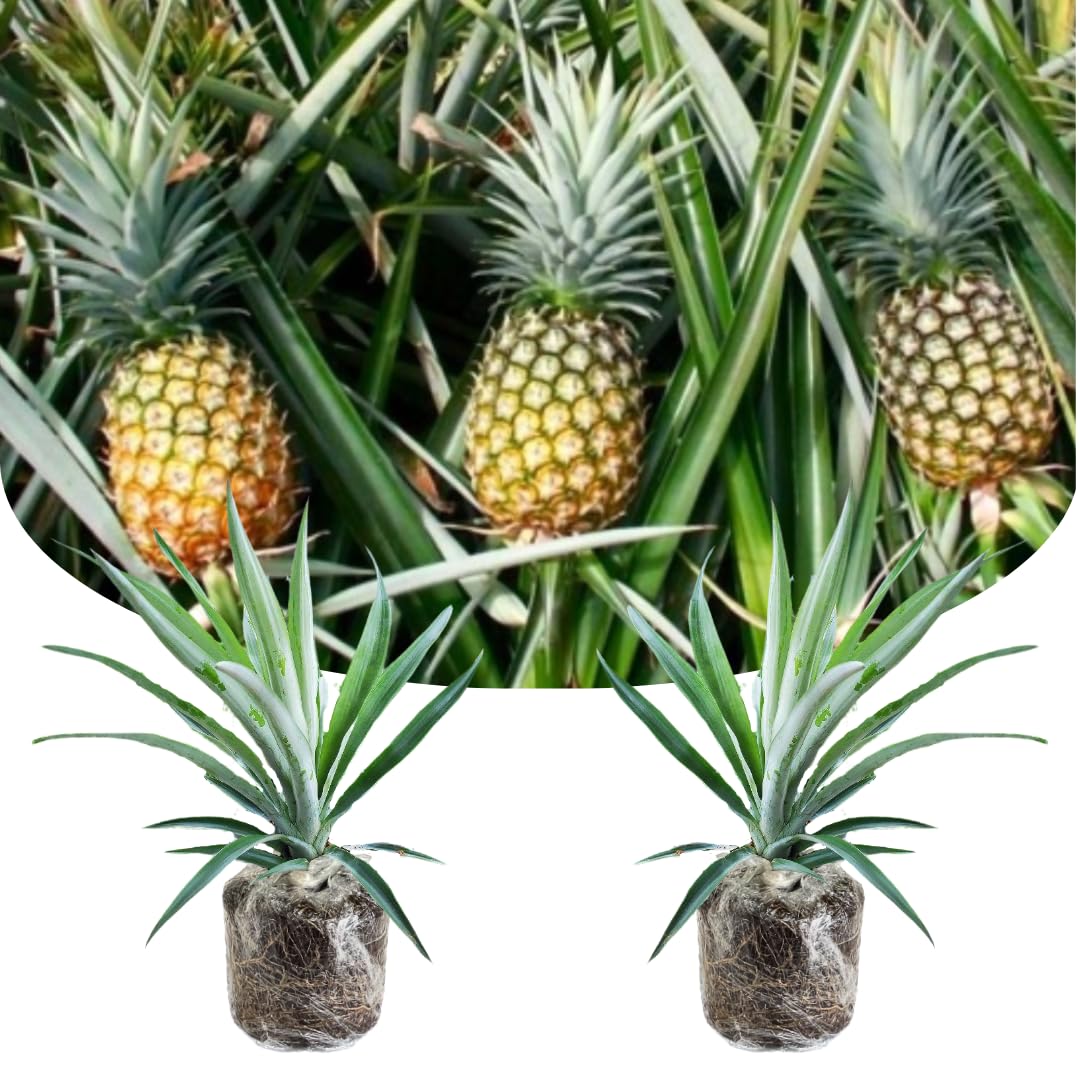 Pack 2 Pineapple Plants Live, Sweet Pineapple Trees Live Plants, Cold Hardy Pineapple Fruit Trees, 4-8 Inch Height, No Pot, Well-Rooted (Elite Gold Pineapple)