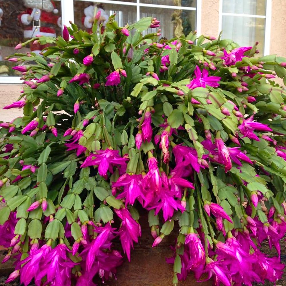 True Christmas Cactus Live Plant, Vibrant Pink Christmas Cactus Houseplant 4-6 Inch, Holiday Succulent Flower for Hanging Basket, Container