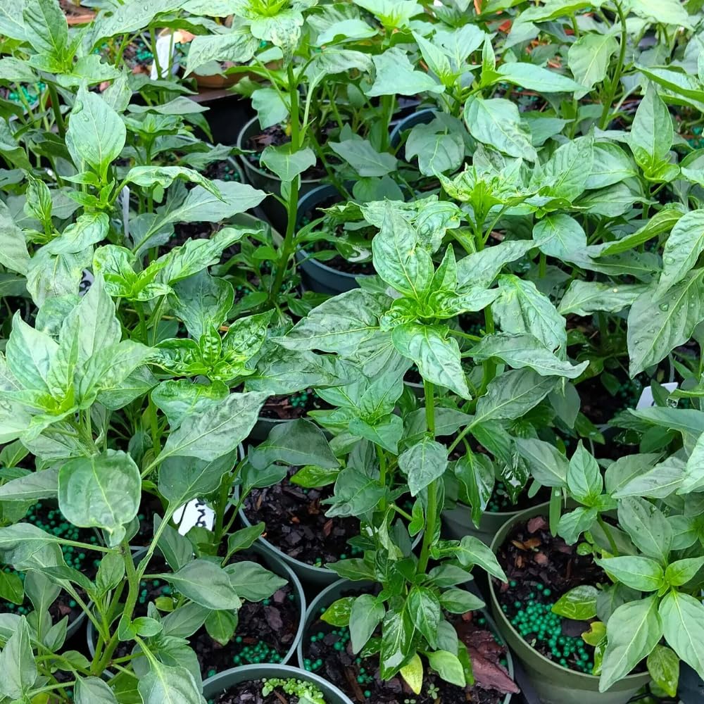 Set 6 Hot Pepper Live Plants, 90 Days Old Live Pepper Chili Plant for Spring Planting (Carolina Reaper)