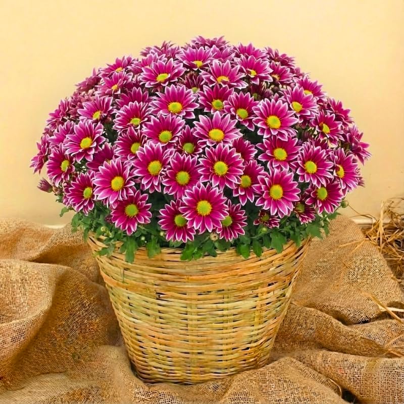 Pink-White Chrysanthemum Plants Live Starter, Mums Plants Live for Spring Blooms, Outside Growing, Hardy and Fast-Growing, Size 4-8" in Tall