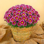 Pink-White Chrysanthemum Plants Live Starter, Mums Plants Live for Spring Blooms, Outside Growing, Hardy and Fast-Growing, Size 4-8" in Tall