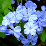 2 Blue Plumbago Plants, Live Plumbago Flowering Plant Well Rooted, 4 to 7 Inches