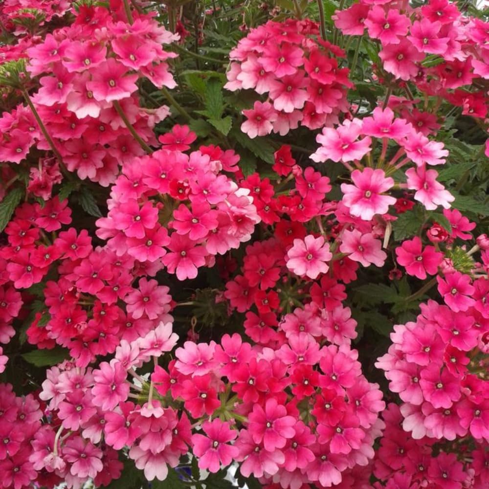 2 Verbena Live Plants, Trailing Verbena Plants for Planting Outdoor, Perennial Ground Cover Flowers 4-7 Inches (Pink)