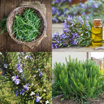 Set 3 Blue Rosemary Live Plants, Hardy and Fragrant Rosemary Herb Plant 4-8 Inches, Indoor Outdoor Growing