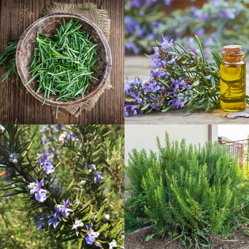 Set 3 Blue Rosemary Live Plants, Hardy and Fragrant Rosemary Herb Plant 4-8 Inches, Indoor Outdoor Growing