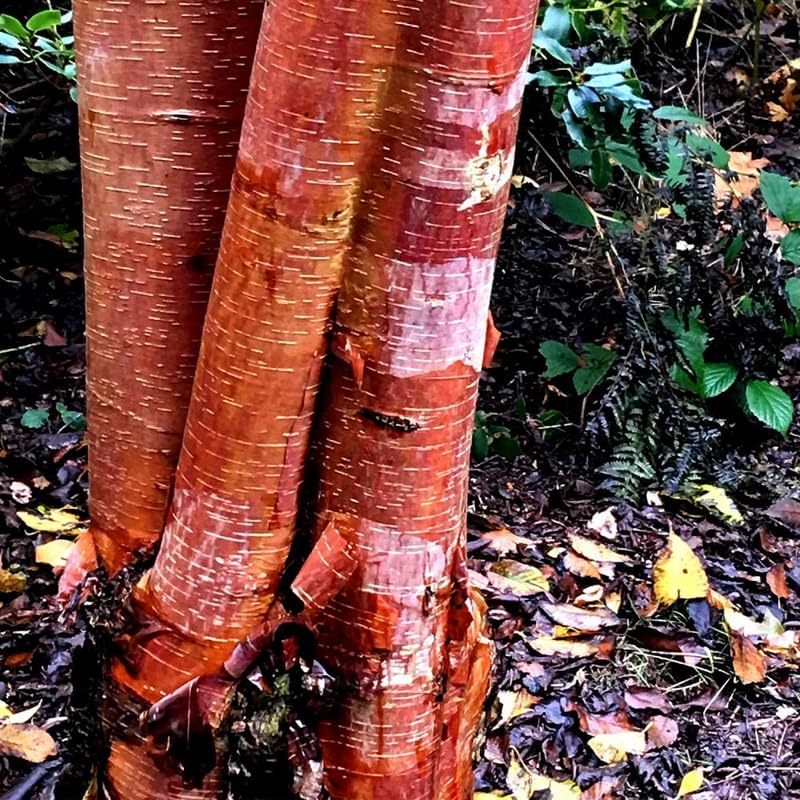 Birch Tree Plant, 12-20 Inch Tall