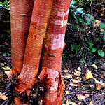 White Birch Trees Live Plant, 12-20 Inch Tall Birch Tree Live Plant for Outdoor Gardening, Perennial Hardy Trees