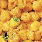 4 Hardy Raspberry Trees Live Plants, Purple Everbearing Raspberries Bushes Plants 5 to 10 Inc Tall, Well-Rooted, No Pot, Sweet Flavor (Yellow Fall Gold)