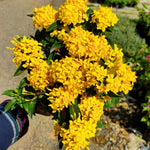 2 Yellow Ixora Plants Live, 5 to 7 Inc Long, Ixora Flower Plant, Shrub Plant Tropical Ornamental Plants, No Pot
