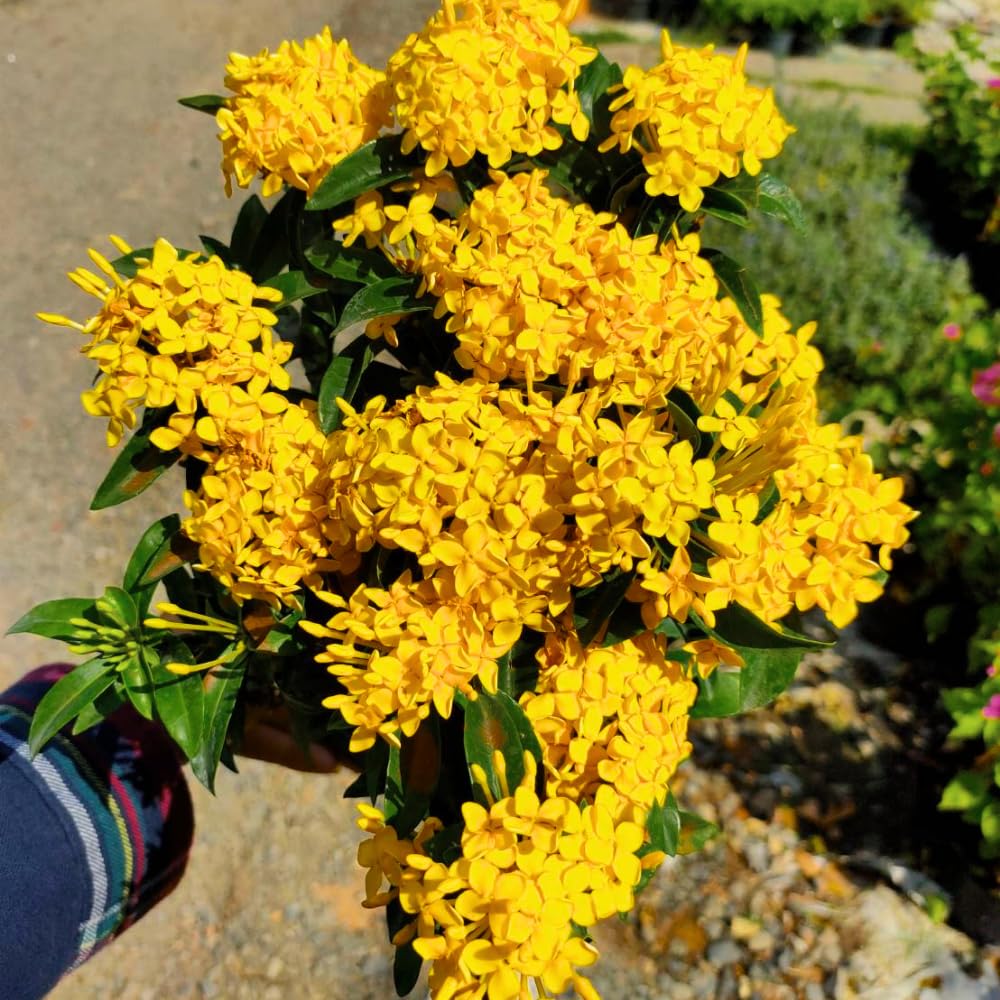 2 Yellow Ixora Plants Live, 5 to 7 Inc Long, Ixora Flower Plant, Shrub Plant Tropical Ornamental Plants, No Pot