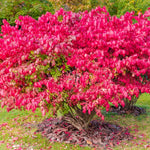 Burning Bush Shrub Live Plant 2.5 Inch Pot, Dwarf Red Burning Bushes Well Rooted, Landscaping and Borders Planting, Dormant in Winter