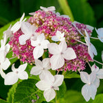 Hydrangea Plant Live, Blooming Garden Bush Hardy Hydrangea Shrub, Vibrant Flowering Plant Indoor Outdoor Well-Rooted 5-9 Inc Tall, Stater Plant (Rare Lacecap Flower White to Blue Pink)