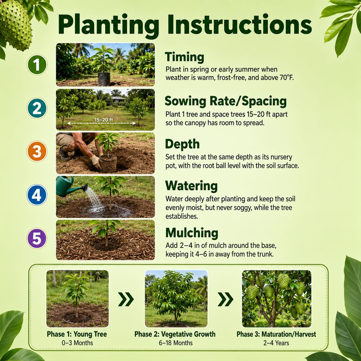 Soursop Tree Live Plant 5-9" Tall, Soursop Guanabana Tropical Fruit Tree for Gardening, Hardy Outdoor Plant