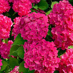Hydrangea Plant Live Tree, Blooming Garden Bush Hardy Hydrangea Shrub, Random Flowering Plant Indoor Outdoor Well-Rooted 5-9 Inc Tall, Stater Plant