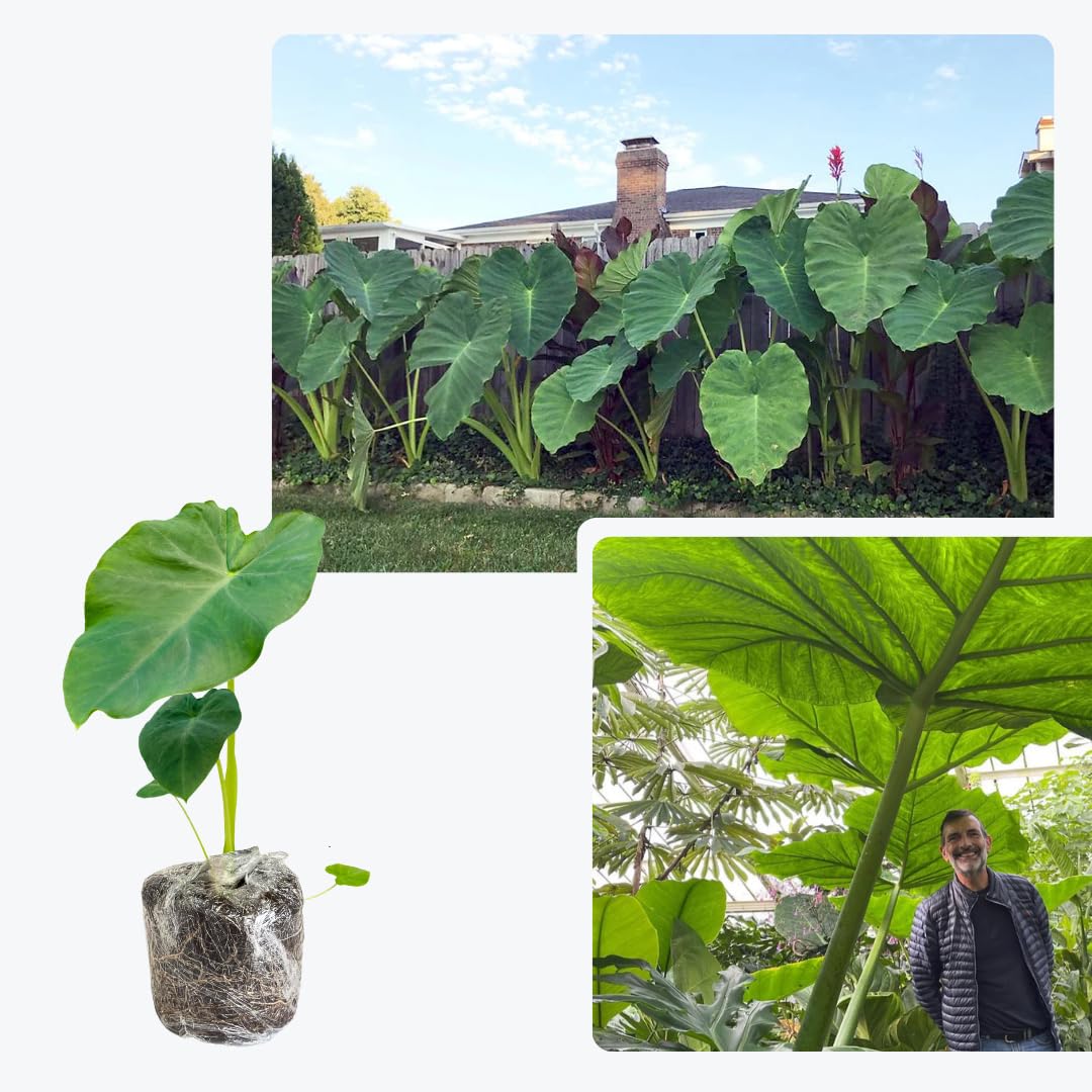 Combo 3 Green Jack Giant Colocasia Live Plants, Elephant Ear Esculenta Taro, 5 to 8" in Tall, Alocasia Live Plant for Planting, Live Houseplant Colocasia Plant