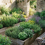 5 Herb Plants Live Assortment 4-7 Inches Tall, Fresh Culinary Herbs for Garden, Patio Pots and Indoor Use, Rosemary, Basil, Mint, Lemon Balm or Other Assorted Herbs