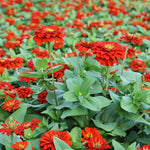 2 Red Zinnia Plant Live Outdoor, 4 to 6 Inc Tall, Zinnia Flower Plant Potted Planting