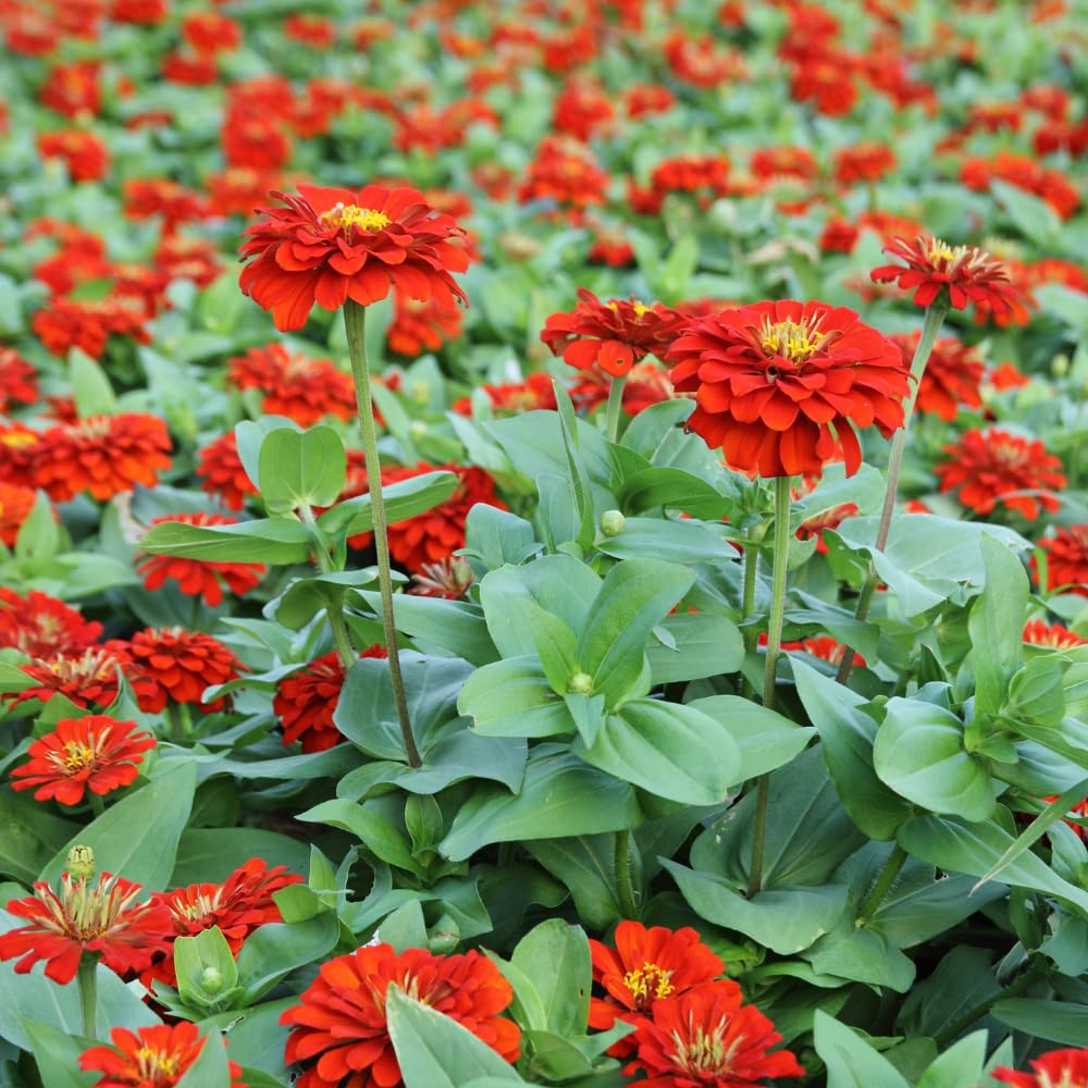 2 Red Zinnia Plant Live Outdoor, 4 to 6 Inc Tall, Zinnia Flower Plant Potted Planting