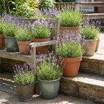 4 Assorted Lavender Plants Live, Fragrant Lavender Herb for Garden, Patio Containers and Indoor Décor, 4-7 Inches Tall