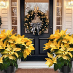 2 Poinsettia Plants Live, Yellow Poinsettia Flowers Christmas Decorations, Holiday Houseplant, Poinsettias Trees Plants, No Pot, 5-9" Tall