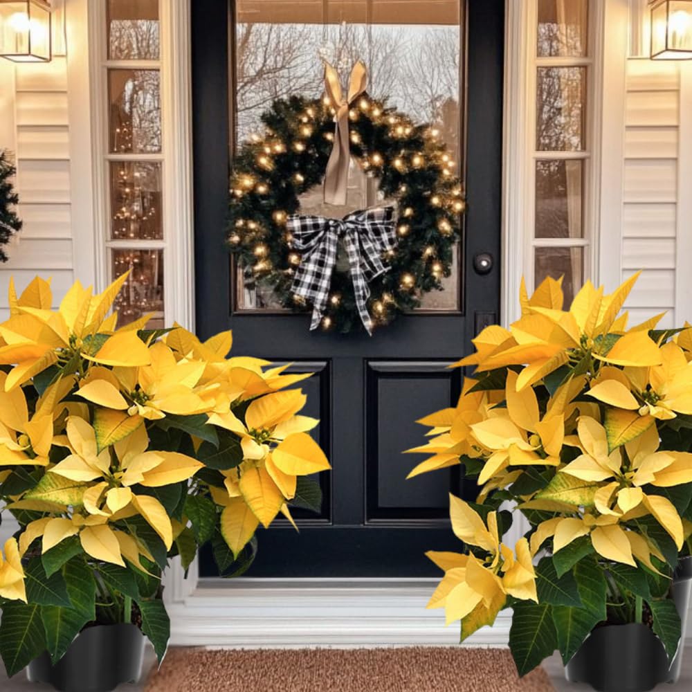 2 Poinsettia Plants Live, Yellow Poinsettia Flowers Christmas Decorations, Holiday Houseplant, Poinsettias Trees Plants, No Pot, 5-9" Tall